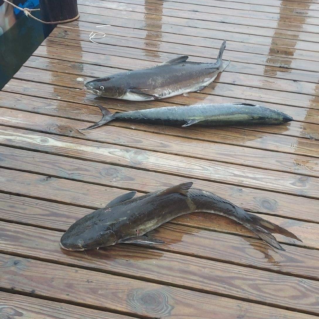 Cobia Fishing